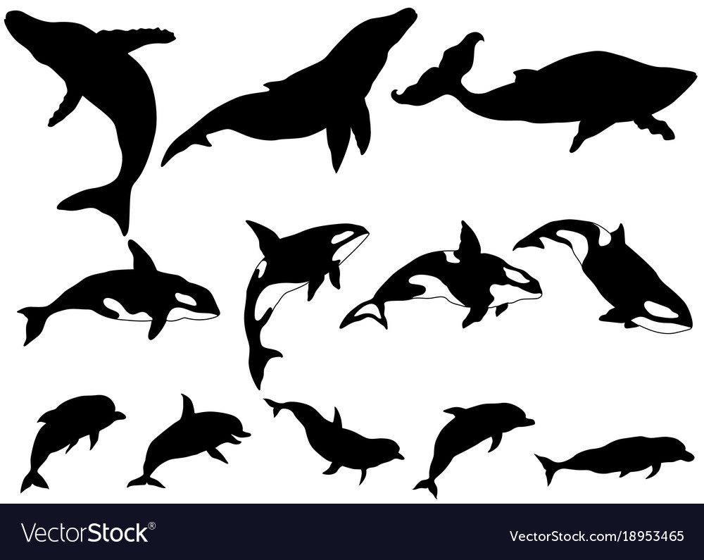 Detail Killer Whale Silhouettes Nomer 27