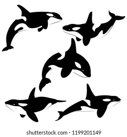 Detail Killer Whale Silhouettes Nomer 31