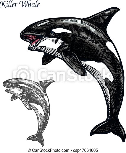 Detail Killer Whale Silhouettes Nomer 38