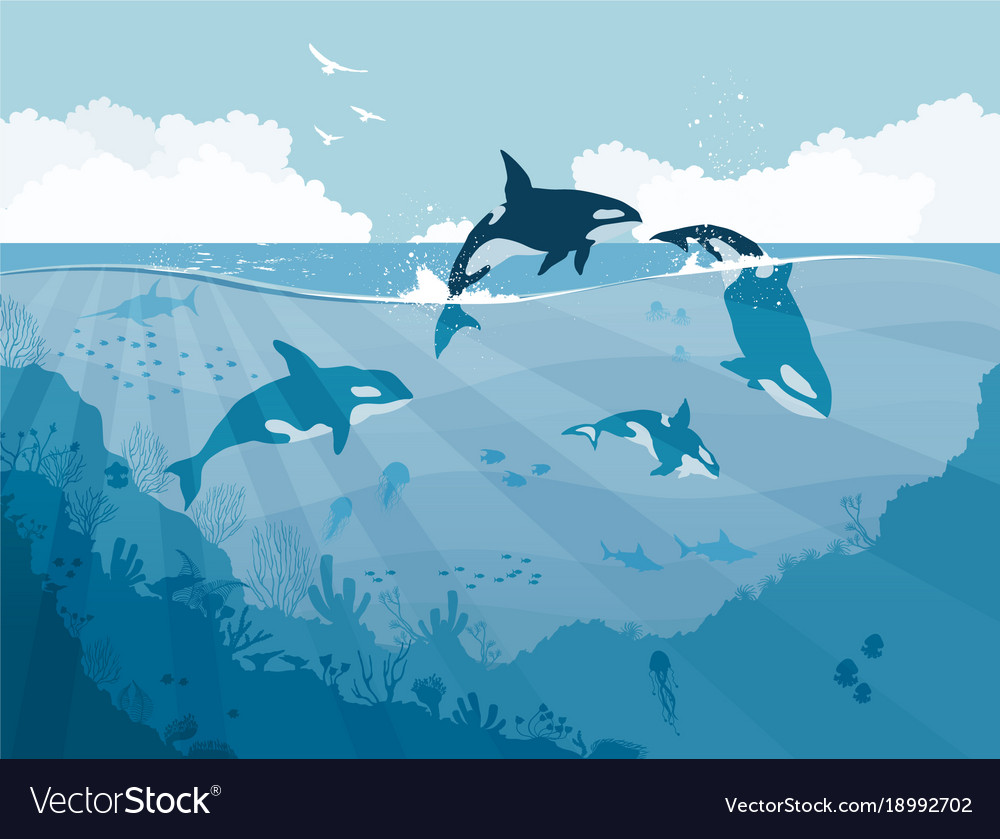 Detail Killer Whale Silhouettes Nomer 48