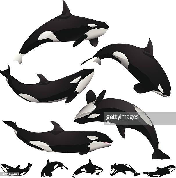 Detail Killer Whale Silhouettes Nomer 49