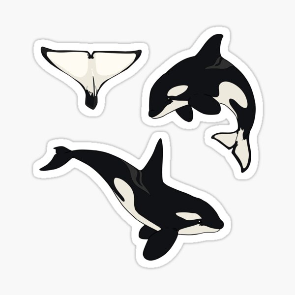 Detail Killer Whale Sticker Nomer 11
