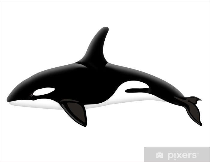 Detail Killer Whale Sticker Nomer 13