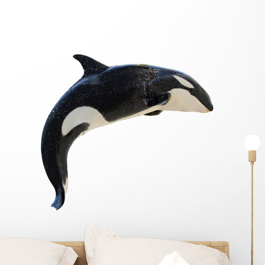 Detail Killer Whale Sticker Nomer 53