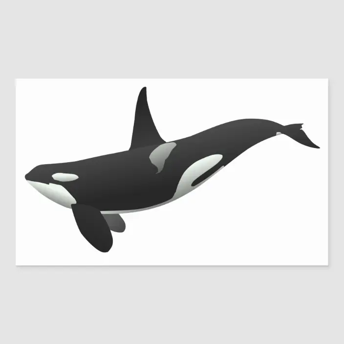 Detail Killer Whale Stickers Nomer 20