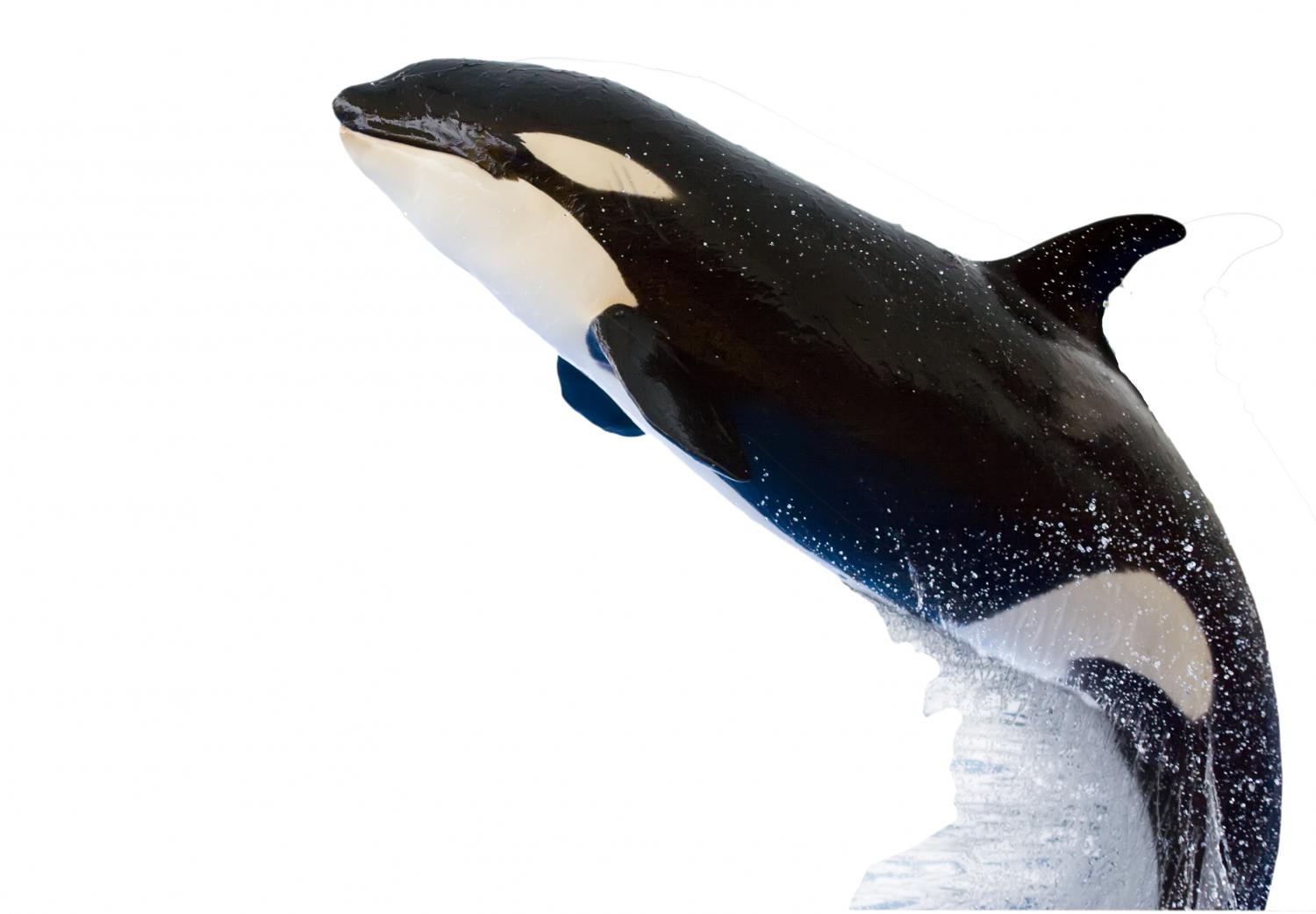 Detail Killer Whale Stickers Nomer 44