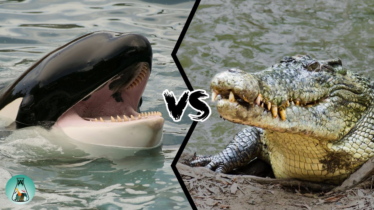 Killer Whale Vs Crocodile - KibrisPDR