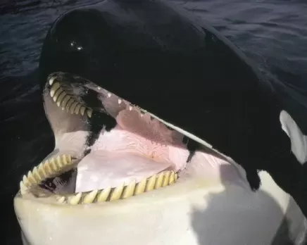 Detail Killer Whale Vs Crocodile Nomer 14
