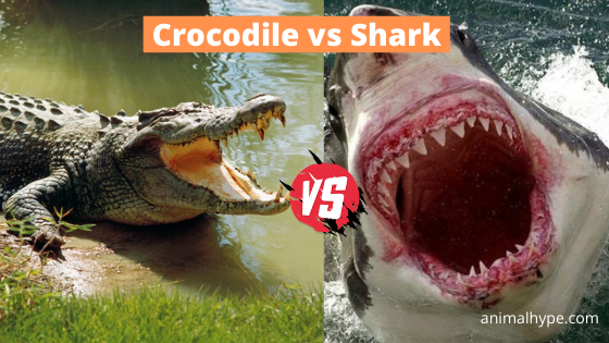 Detail Killer Whale Vs Crocodile Nomer 22