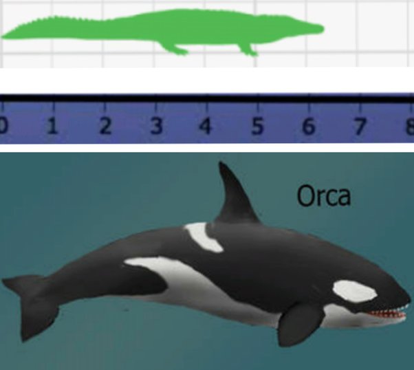 Detail Killer Whale Vs Crocodile Nomer 4