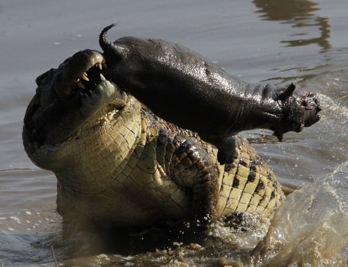 Detail Killer Whale Vs Crocodile Nomer 30