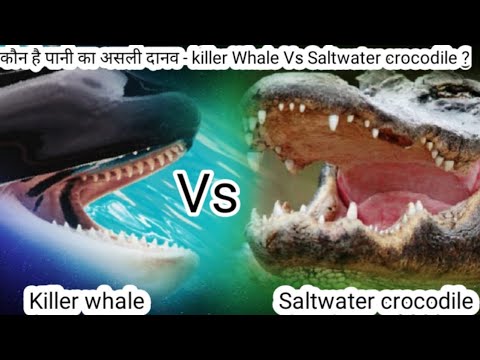 Detail Killer Whale Vs Crocodile Nomer 5