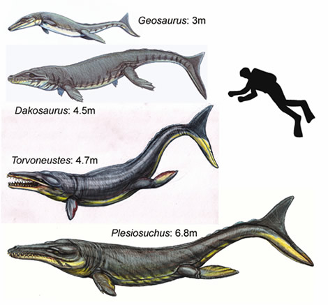 Detail Killer Whale Vs Crocodile Nomer 6