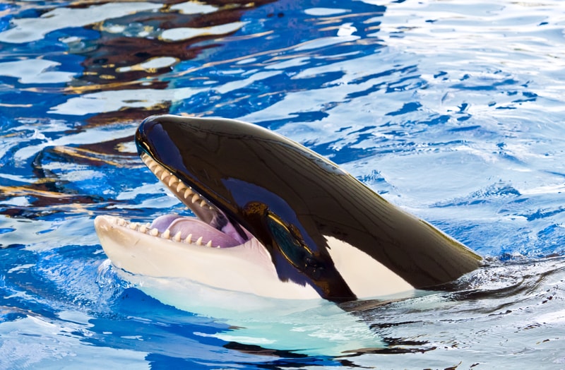 Detail Killer Whale Vs Crocodile Nomer 48