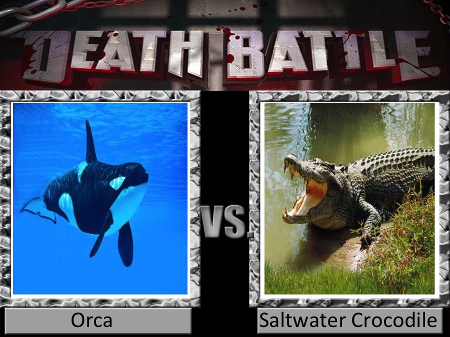 Detail Killer Whale Vs Crocodile Nomer 8