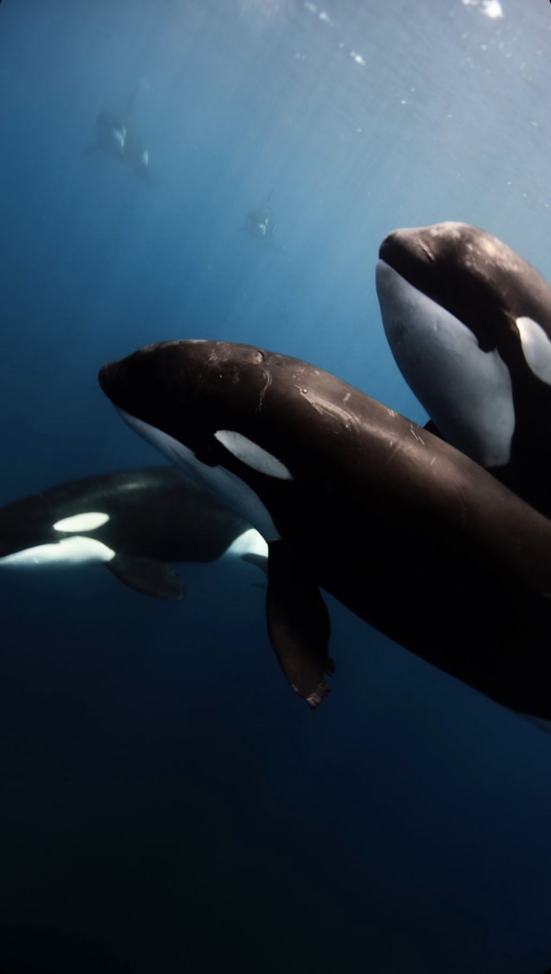 Killer Whale Wallpaper Iphone - KibrisPDR