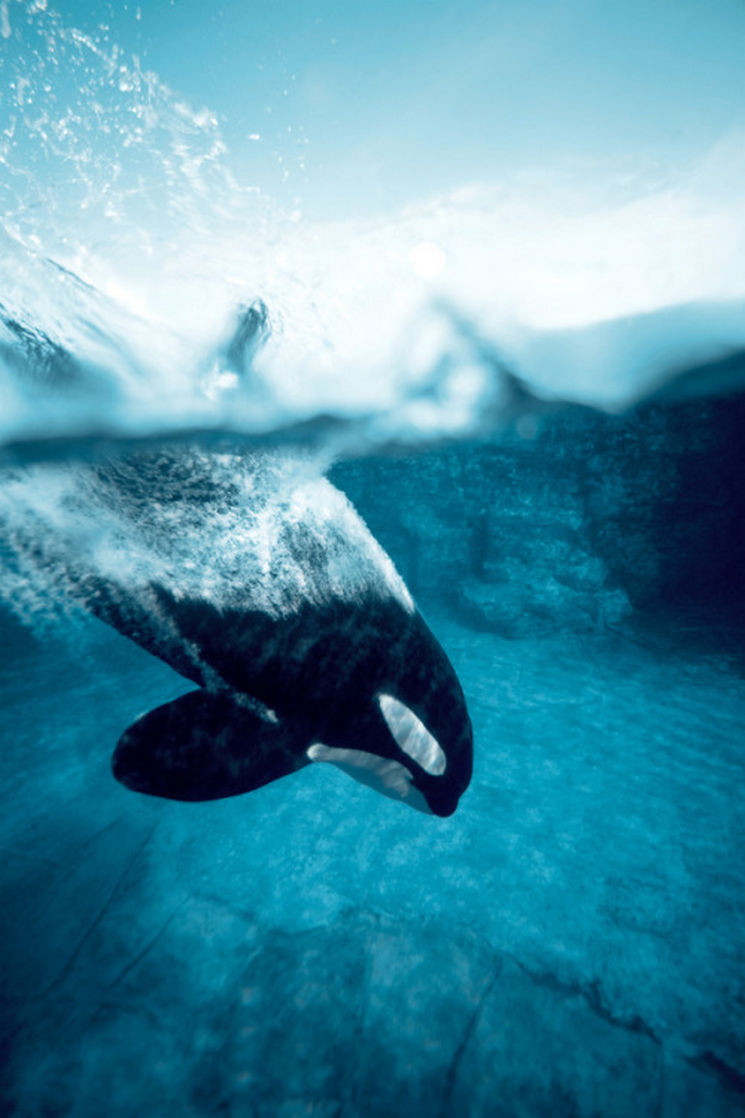 Detail Killer Whale Wallpaper Iphone Nomer 11