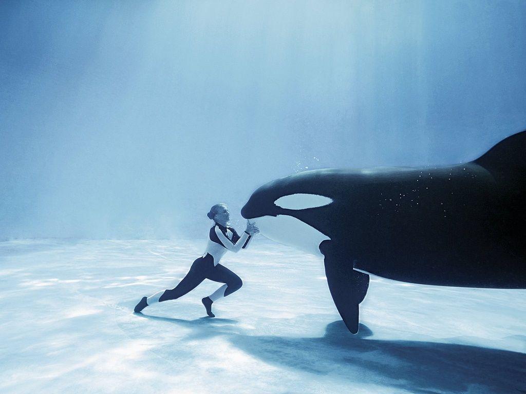 Detail Killer Whale Wallpaper Iphone Nomer 24