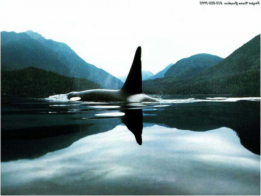 Detail Killer Whale Wallpaper Iphone Nomer 27