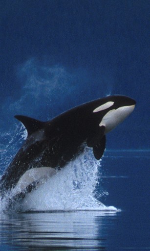 Detail Killer Whale Wallpaper Iphone Nomer 4