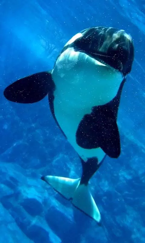 Detail Killer Whale Wallpaper Iphone Nomer 29