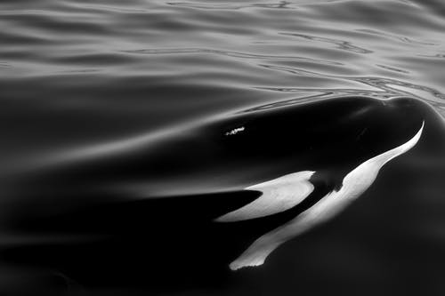 Detail Killer Whale Wallpaper Iphone Nomer 33