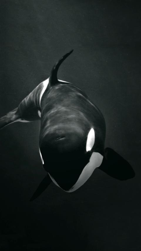 Detail Killer Whale Wallpaper Iphone Nomer 5