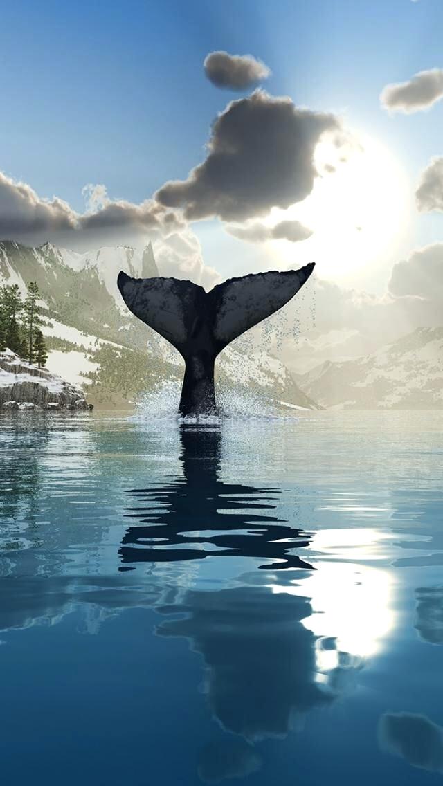 Detail Killer Whale Wallpaper Iphone Nomer 39