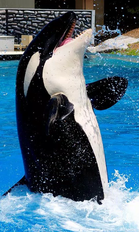 Detail Killer Whale Wallpaper Iphone Nomer 44