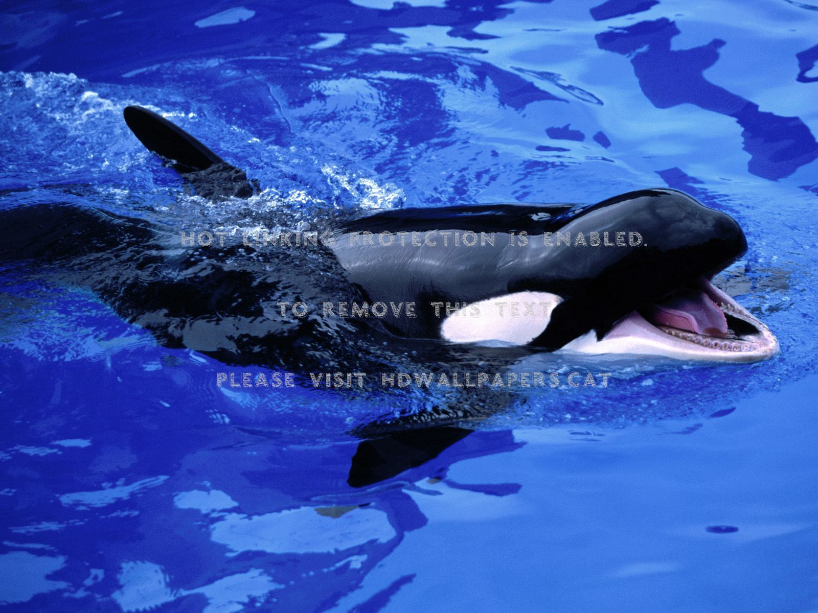 Detail Killer Whale Wallpaper Iphone Nomer 45