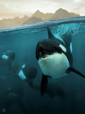 Detail Killer Whale Wallpaper Iphone Nomer 46