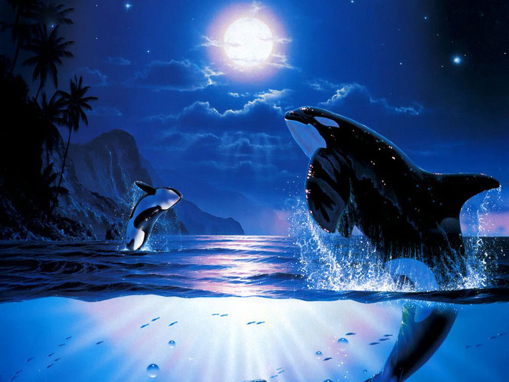 Detail Killer Whale Wallpaper Iphone Nomer 47