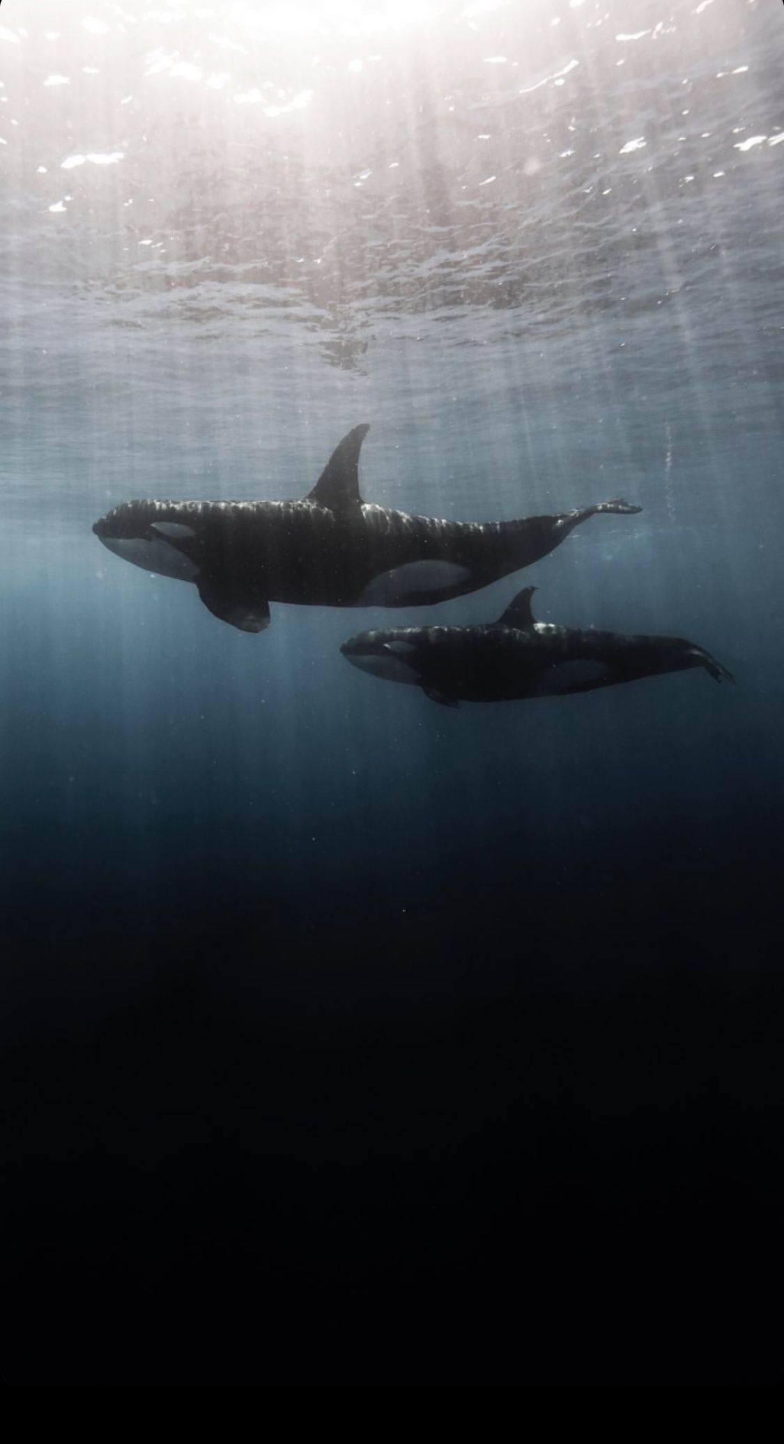 Detail Killer Whale Wallpaper Iphone Nomer 6