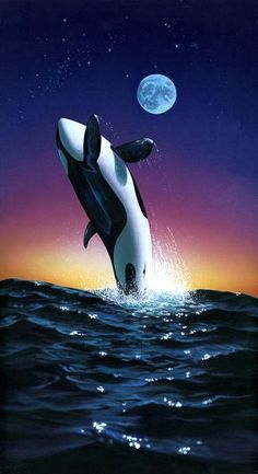 Detail Killer Whale Wallpaper Iphone Nomer 53