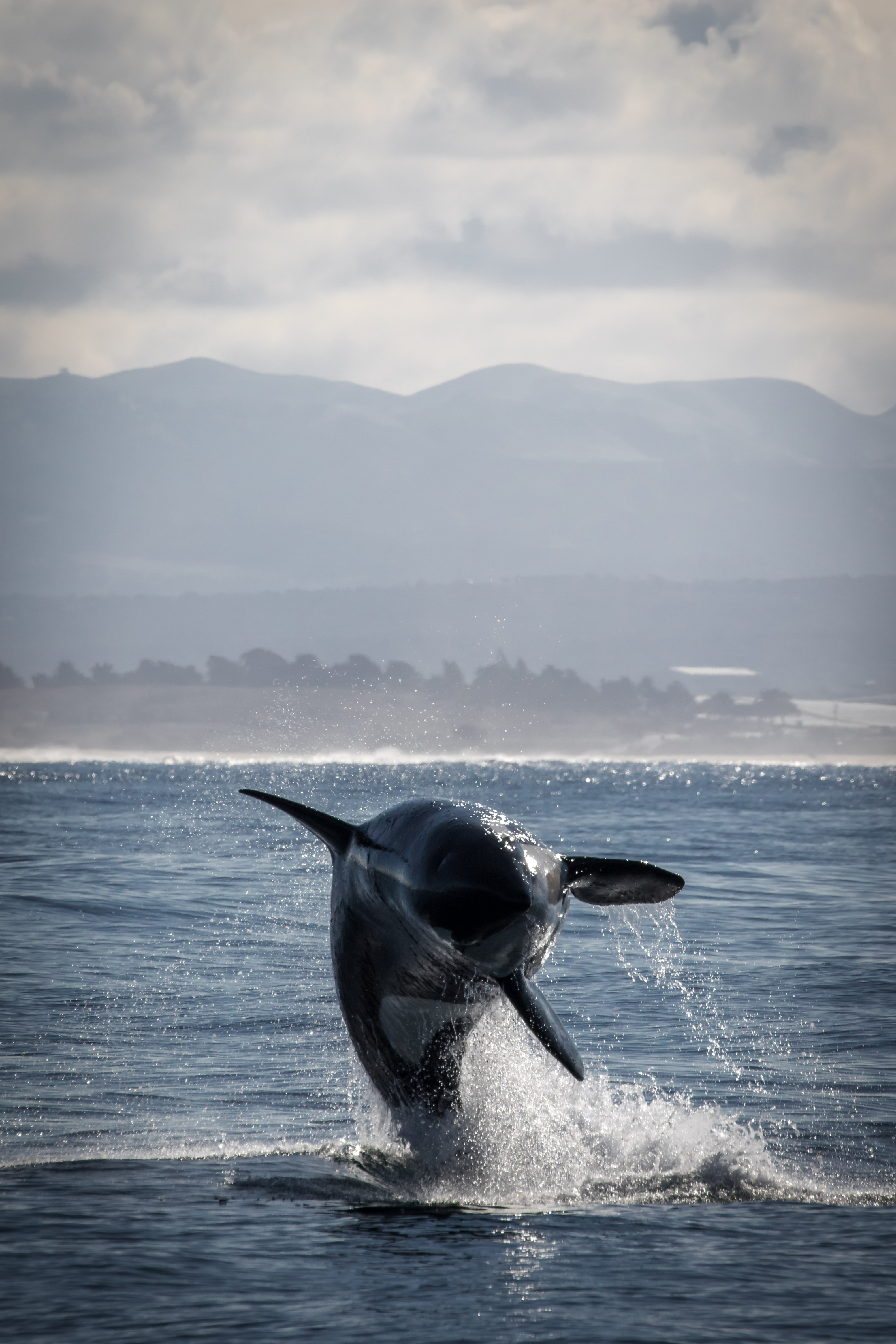 Detail Killer Whale Wallpaper Iphone Nomer 57