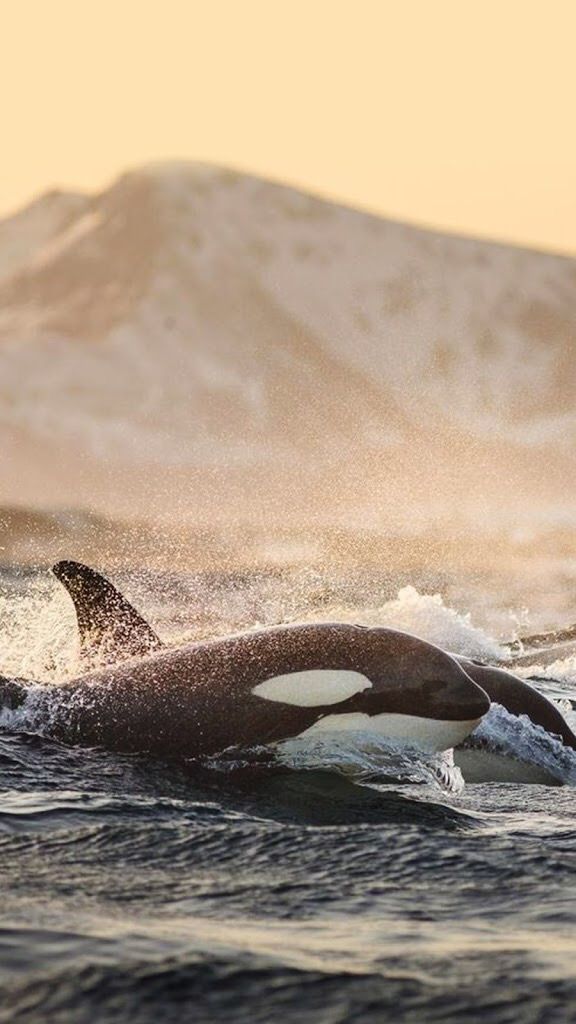 Detail Killer Whale Wallpaper Iphone Nomer 8