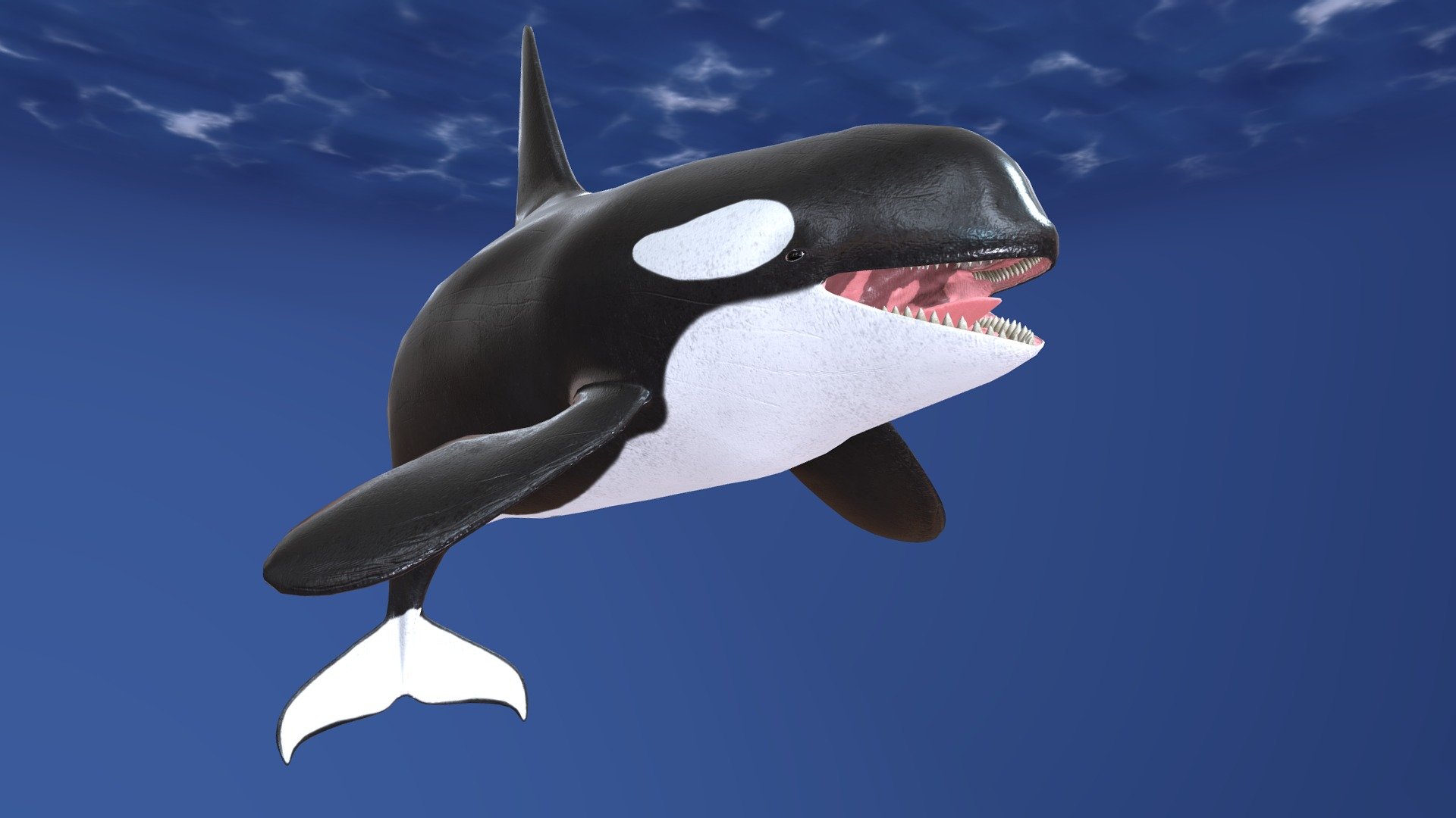 Detail Killer Whale Website Mouse Nomer 13