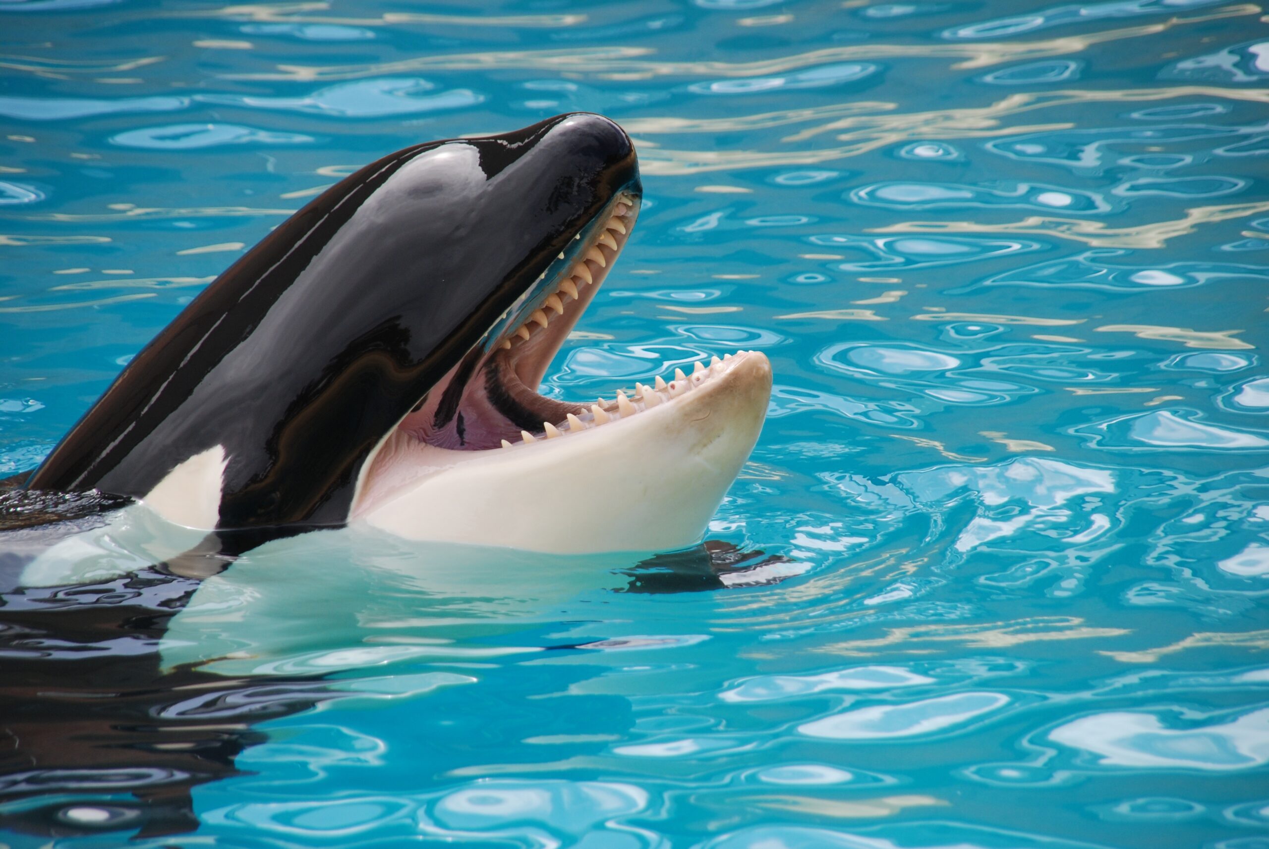Detail Killer Whale Website Mouse Nomer 14
