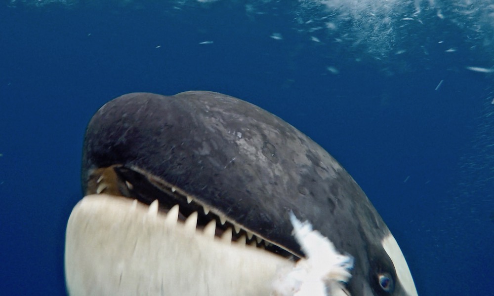 Detail Killer Whale Website Mouse Nomer 16