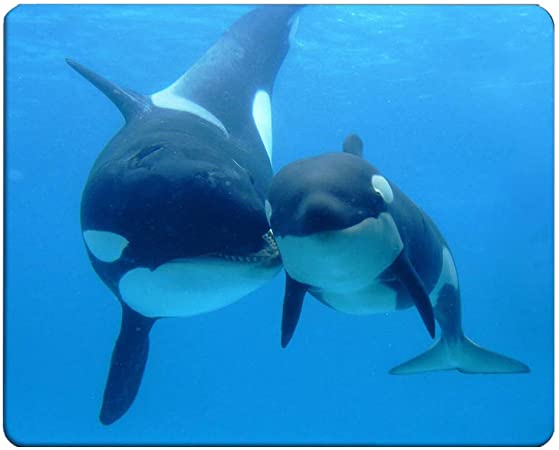 Detail Killer Whale Website Mouse Nomer 17