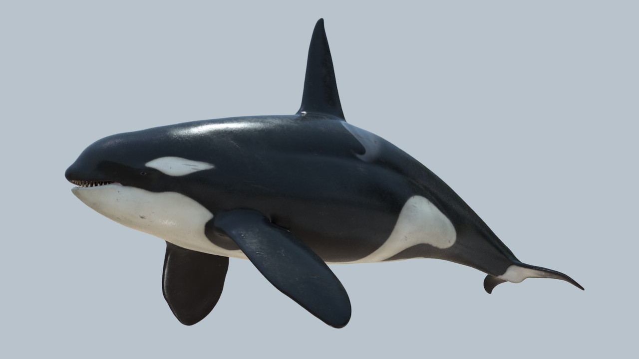 Detail Killer Whale Website Mouse Nomer 19