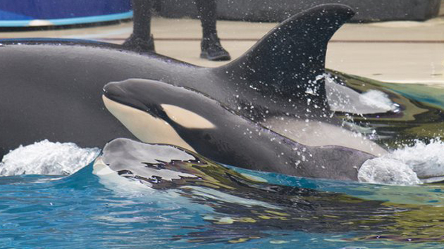 Detail Killer Whale Website Mouse Nomer 20