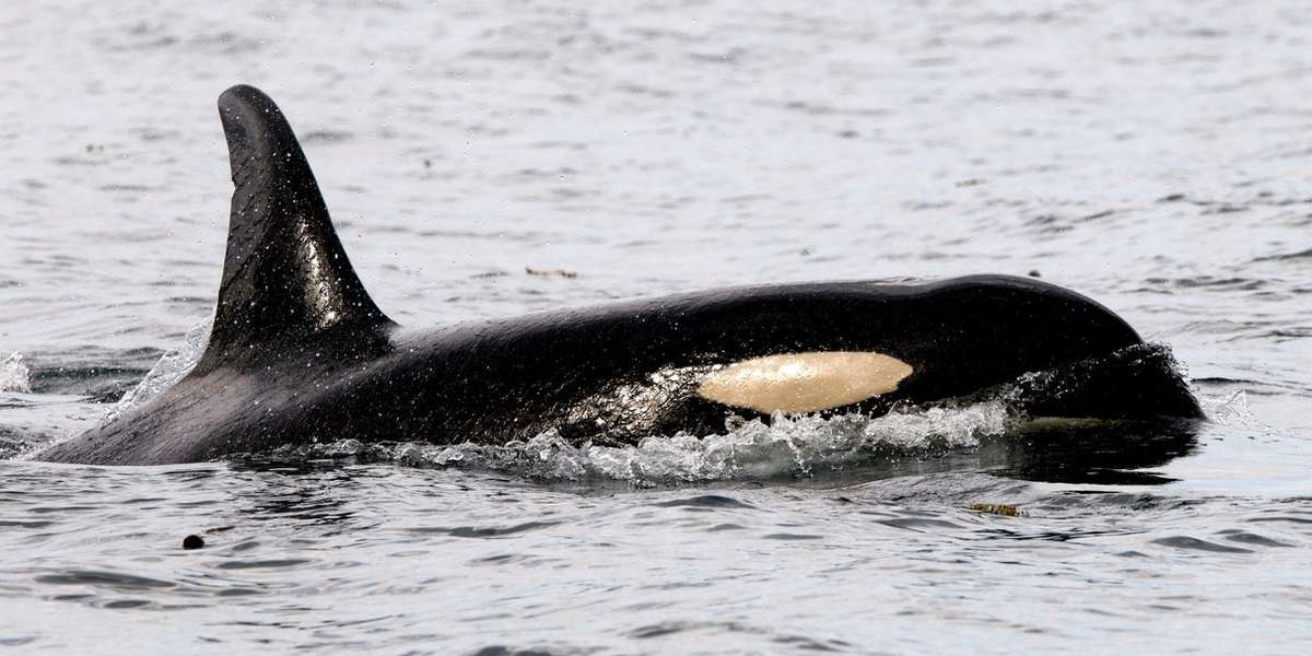 Detail Killer Whale Website Mouse Nomer 21