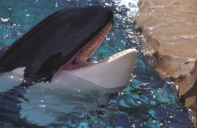 Detail Killer Whale Website Mouse Nomer 25