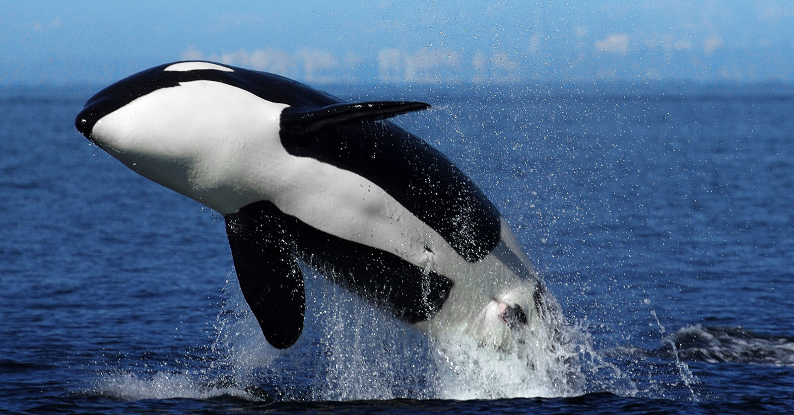 Detail Killer Whale Website Mouse Nomer 26