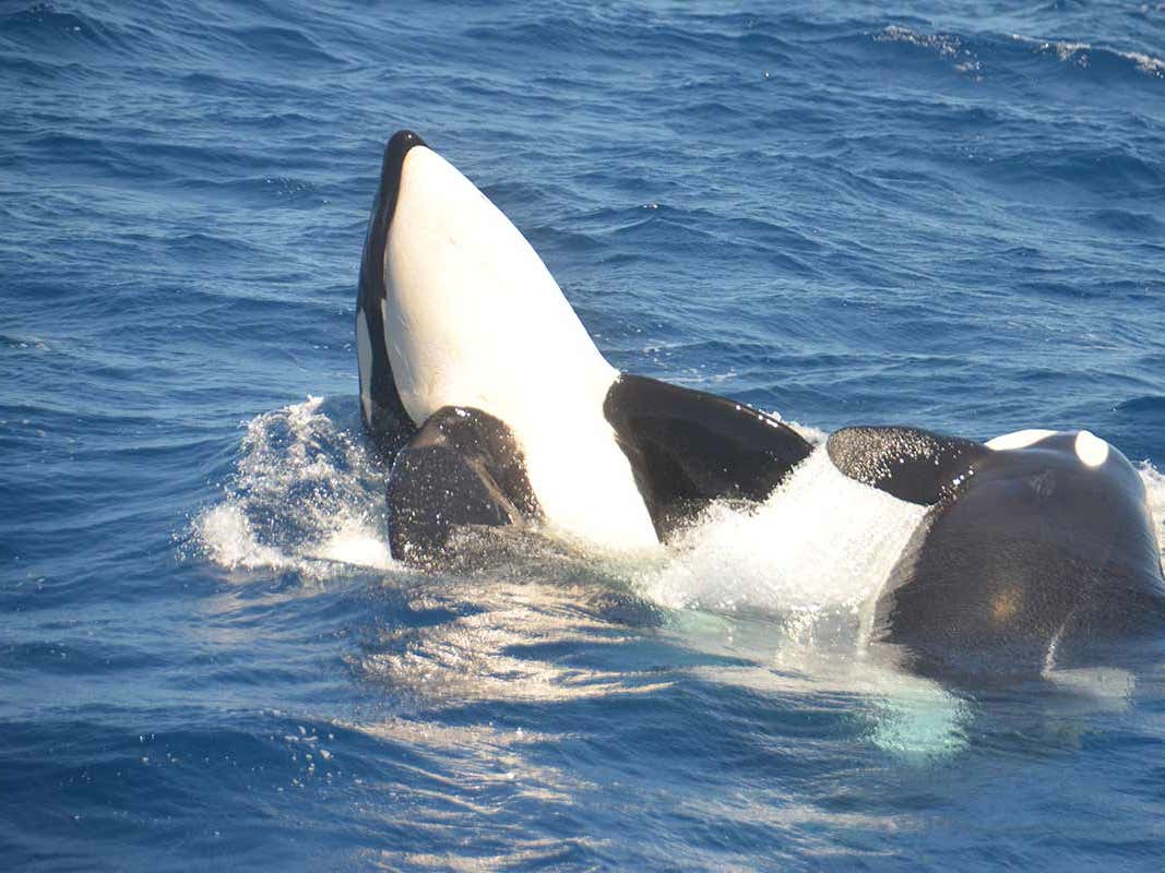 Detail Killer Whale Website Mouse Nomer 27