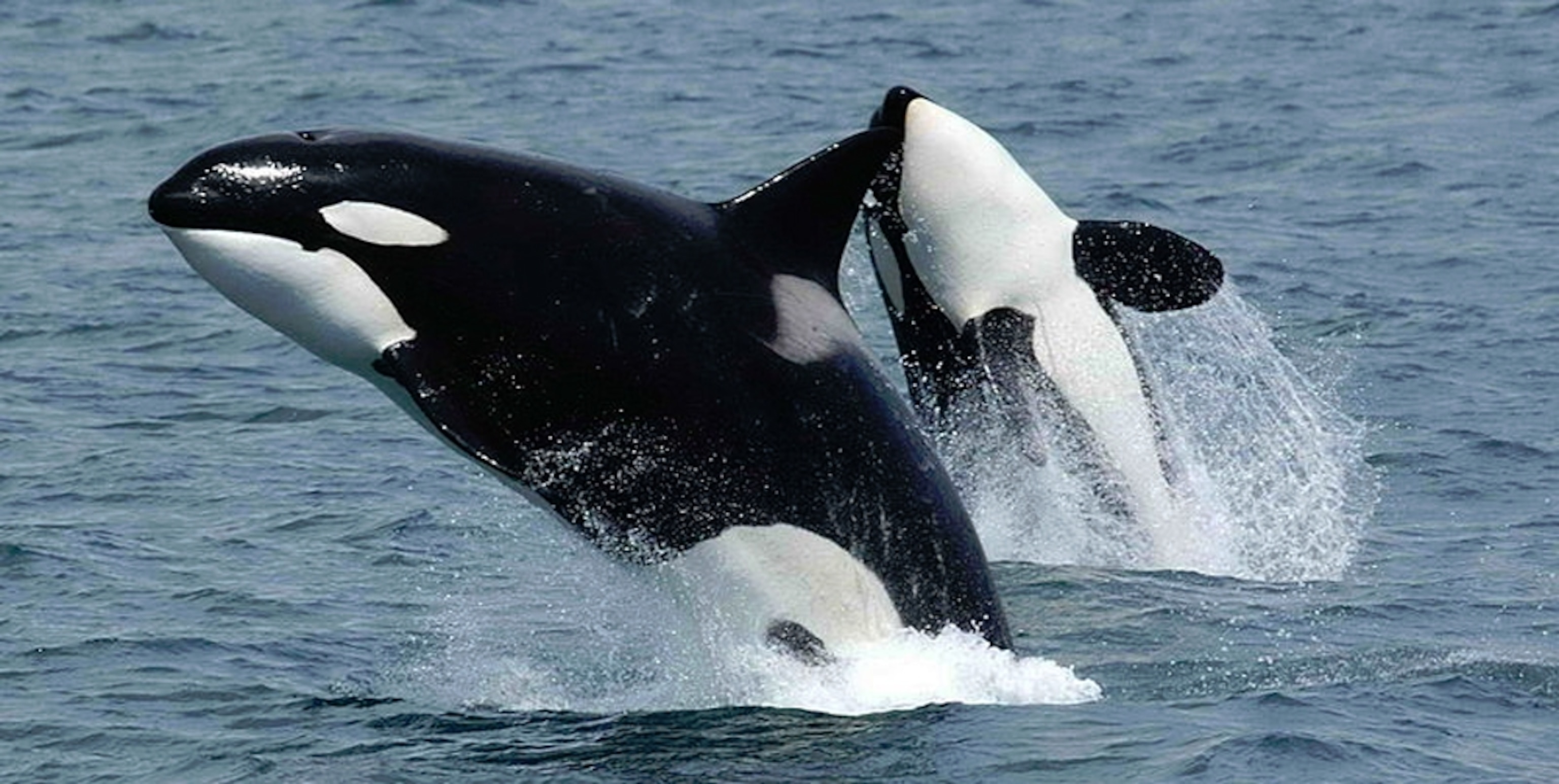 Detail Killer Whale Website Mouse Nomer 30