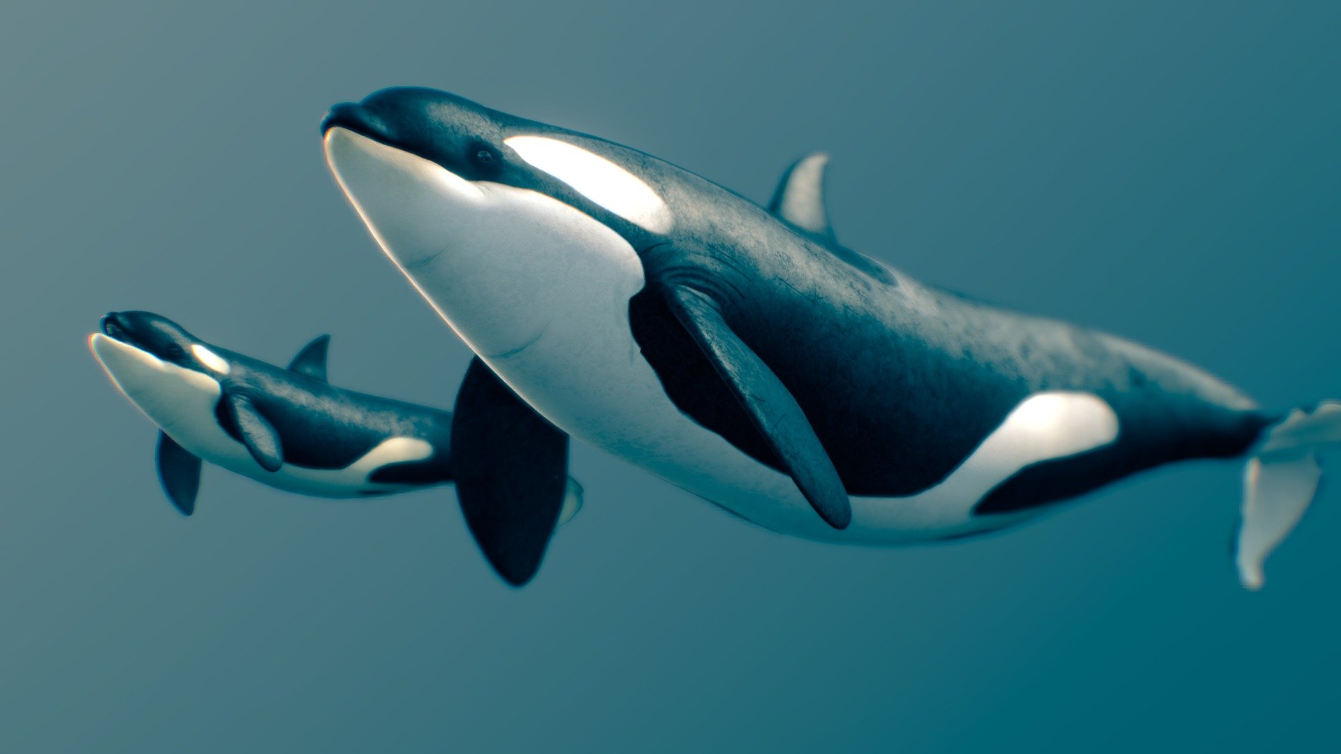 Detail Killer Whale Website Mouse Nomer 34