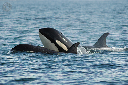 Detail Killer Whale Website Mouse Nomer 36