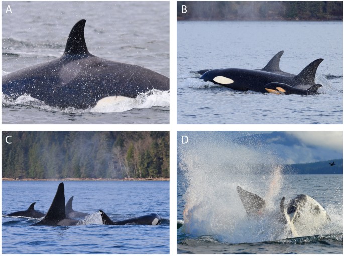 Detail Killer Whale Website Mouse Nomer 40